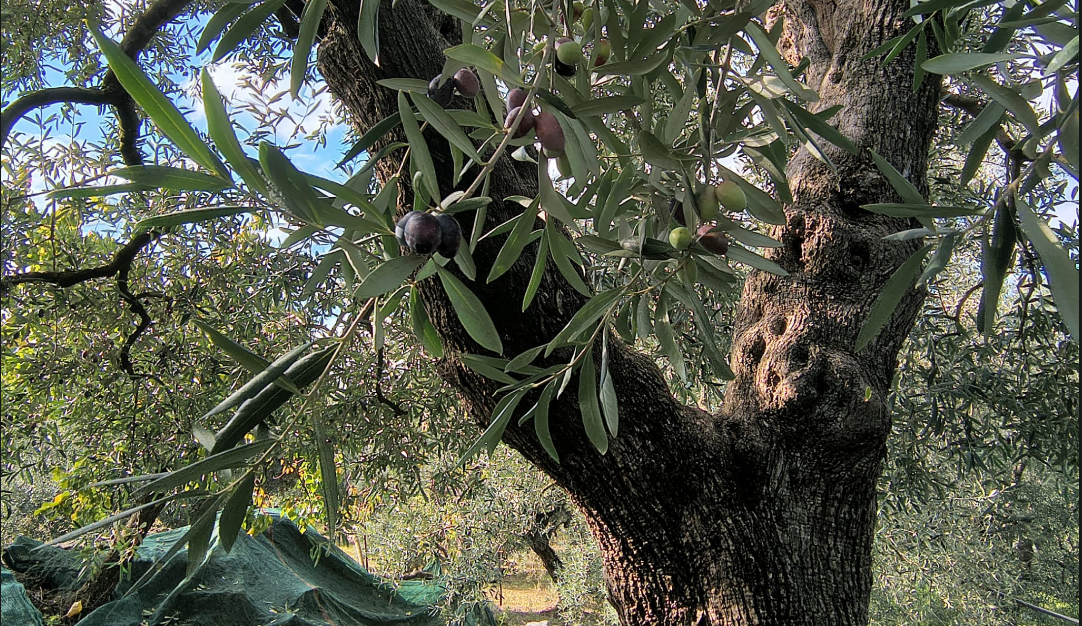 Olivi secolari all'ora dorata nelle campagne della Puglia